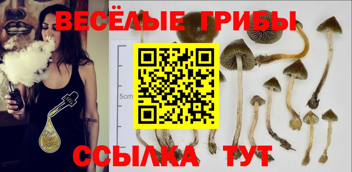 Галлюциногенные грибы Cubensis  Псилоцибиновые грибы прущие грибы  Вход с VPN  Кизляр 
